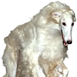 🐩 1fdba109 dog, borzoi, long snout, white, elegant, animal telegram sticker