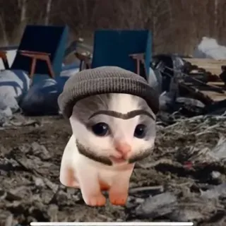 🥴 a9a7f3e2 gato, gatito, animal, mascota, sombrero, divertido, meme whatsapp sticker