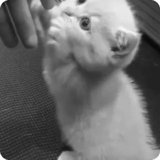 🐾 06ea05be chaton, chat, animal de compagnie, mignon, animal, domestique, félin, joueur telegram sticker