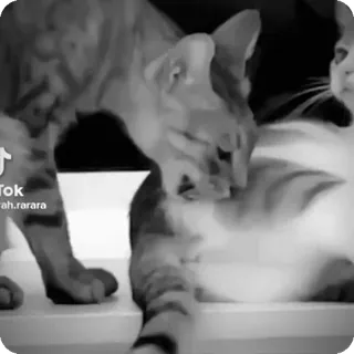 🐾 12a1654f Tok
ah.rarara chat, lécher, animaux, animal de compagnie, domestique telegram sticker