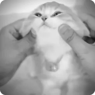 🐾 20439984 chat, animal, animal de compagnie, mignon, drôle, chaton telegram sticker