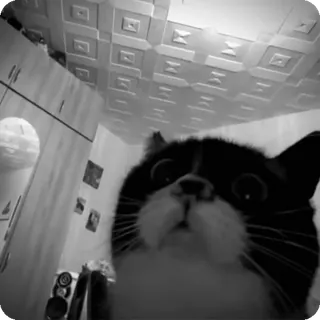 🐾 23c98b11 chat, animal de compagnie, animal, noir et blanc, drôle, mème telegram sticker