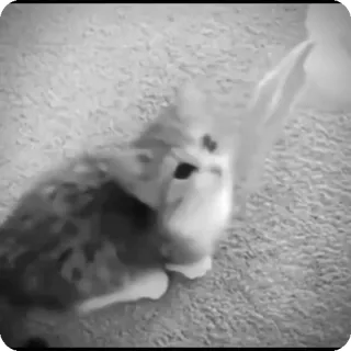 🐾 2eeb4c21 chat, chaton, mignon, animal, animal de compagnie, joueur telegram sticker