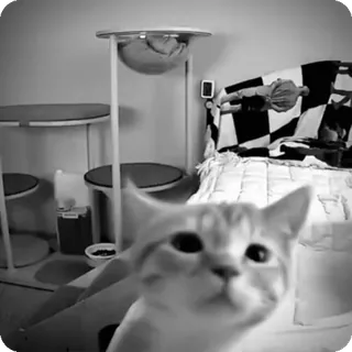 🐾 32d3db6a chat, animal de compagnie, animal, chat domestique, félin telegram sticker