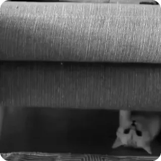 🐾 401e1201 chat, animal, animal de compagnie, mignon, chaton, caché telegram sticker