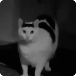 🐾 40b69eb3 chat, animal, chat domestique, animal de compagnie telegram sticker