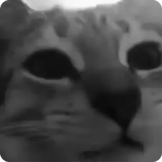 🐾 420e1deb chat, animal, animal de compagnie, félin, mème telegram sticker