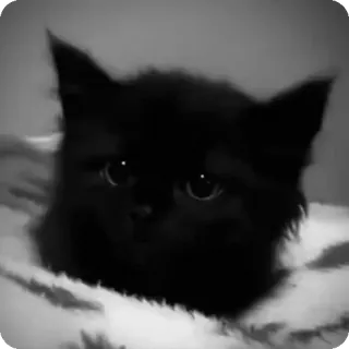 🐾 45a538c7 chat, chaton, chat noir, animal de compagnie, animal, mignon telegram sticker