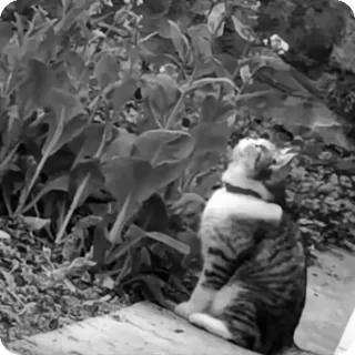 🐾 55e8c11c chat, animal, animal de compagnie, jardin, nature telegram sticker