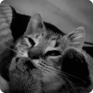 🐾 57e5a13d chat, animal, félin, animal de compagnie, chaton, dormir telegram sticker