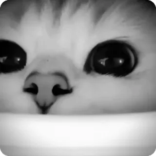 🐾 59db6912 chat, animal, mignon, animal de compagnie, chaton, noir et blanc telegram sticker