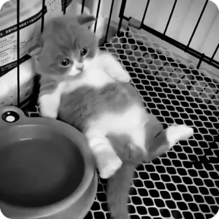 🐾 5d21a828 chaton, chat, animal de compagnie, mignon, animal, domestique, félin telegram sticker