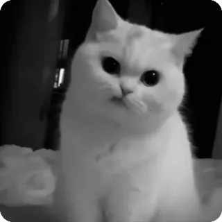 🐾 657048bf chat, animal, chat blanc, mignon, animal de compagnie telegram sticker