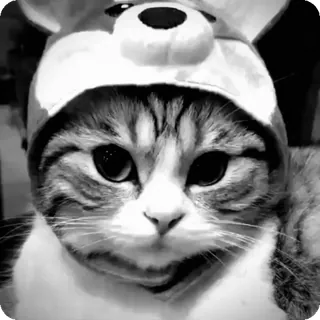 🐾 663156a0 chat, animal, animal de compagnie, mammifère, chat domestique, chaton, mignon, portrait animalier telegram sticker