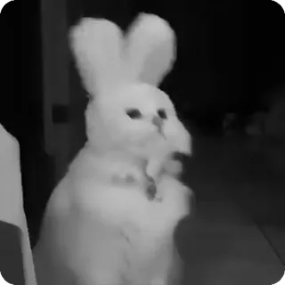 🐾 6b363255 lapin, chat, animal, animal de compagnie, oreilles de lapin, drôle, mignon telegram sticker