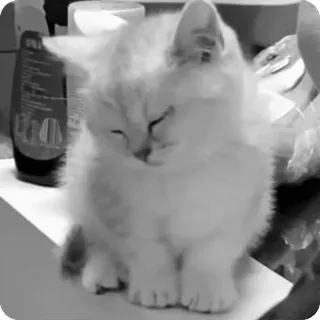 🐾 8066daa7 chat, chaton, animal, animal de compagnie, mignon, domestique, félin telegram sticker