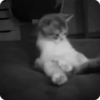 🐾 81efbb55 chat, animal, animal de compagnie, animal domestique, félin telegram sticker