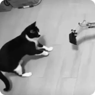 🐾 88e36034 chat, bras robotisé, technologie, animal de compagnie, animal, noir et blanc telegram sticker