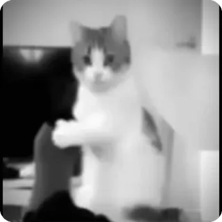 🐾 8a0ebe30 chat, animal, animal de compagnie, chaton, chat domestique telegram sticker