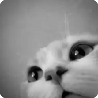 🐾 8a812bb5 chat, animal de compagnie, animal, mignon, yeux, blanc, noir et blanc telegram sticker