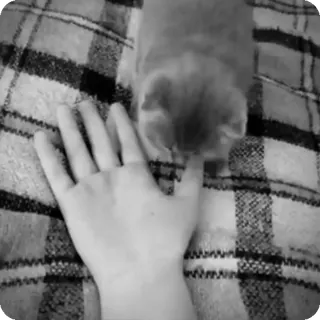 🐾 94a23dd9 chat, main, chaton, animal de compagnie, animal, chat domestique telegram sticker