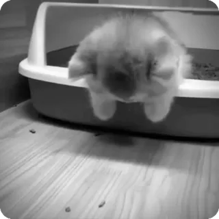 🐾 97a68779 lapin, lapin, animal de compagnie, animal, animal domestique telegram sticker