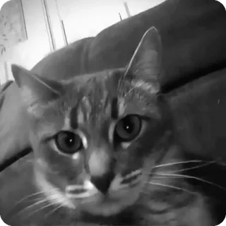 🐾 9e25c898 chat, animal, animal de compagnie, chat domestique telegram sticker