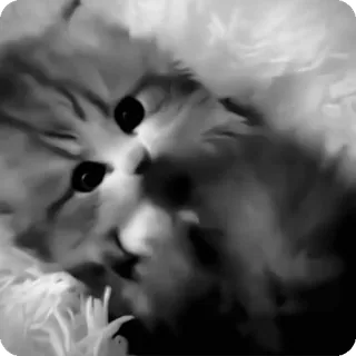 🐾 a48ce7c0 chat, chaton, mignon, animal, animal de compagnie, animal domestique telegram sticker