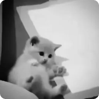 🐾 ab0daa6b chaton, chat, animal, mignon, animal de compagnie, domestique telegram sticker