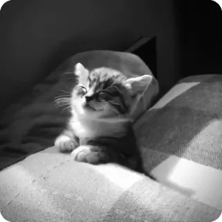 🐾 ac00a2d7 chat, chaton, animal, animal de compagnie, mignon, chat domestique, félin telegram sticker