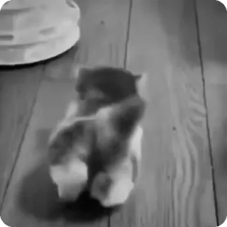 🐾 aecd9189 chat, chaton, animal, animal de compagnie, animal domestique, félin telegram sticker