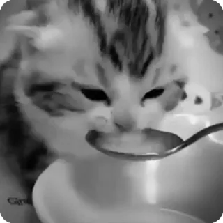 🐾 aee8065f chat, chaton, animal, animal de compagnie, cuillère, nourriture, lait, manger telegram sticker