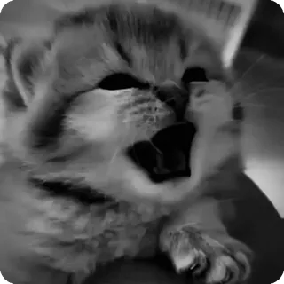 🐾 b8889085 chaton, chat, bâillement, animal, animal de compagnie, mignon telegram sticker