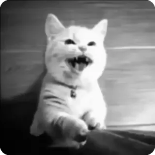 🐾 b98c7f9c chat, chaton, animal, animal de compagnie, mignon, drôle telegram sticker