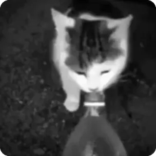 🐾 c84f171f chat, animal, boire, bouteille d'eau telegram sticker