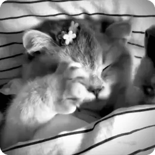 🐾 d2175d75 chat, chaton, animal, mignon, dormir, fleur, animal de compagnie, domestique telegram sticker