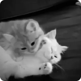 🐾 e3bf7526 chats, chatons, animaux, animaux de compagnie, affectueux, jouer telegram sticker