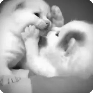 🐾 e3e7b543 chatons, chats, jouer, animaux, blanc telegram sticker