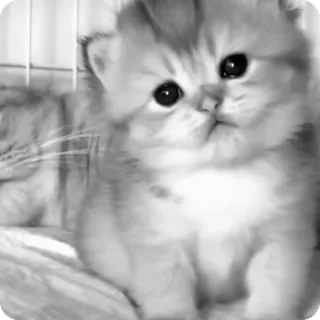 🐾 e4f0c98a chaton, chat, mignon, animal, animal de compagnie, félin telegram sticker