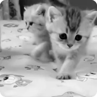 🐾 e69a2a70 chat, chaton, mignon, animal, animal de compagnie, adorable, félin, domestique telegram sticker