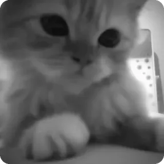 🐾 e9093114 chat, animal, animal de compagnie, chaton, mignon, félin telegram sticker