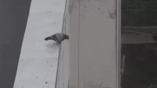 🤧 48551b66 bird, pigeon, animal, city, outdoors telegram sticker