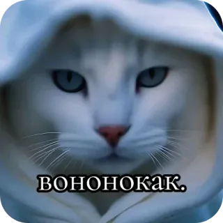 👍 cd97a64d вононокак. kot, kaptur, zwierzę, biały, rosyjski tekst whatsapp sticker