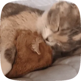 🐱 6fe19119 고양이, 새끼 고양이, 동물, 애완 동물, 귀여운, 자는, 가축, 고양이과 whatsapp sticker