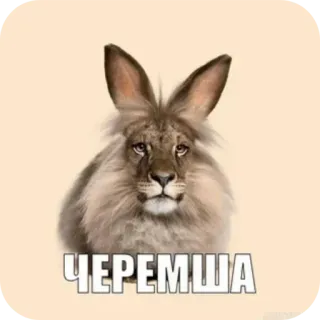 Больше стиков тут: @stikery4 telegram stickers