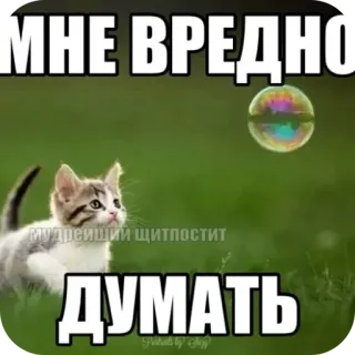 🐱 537d9593 МНЕ ВРЕДНО ДУМАТЬ кот, котёнок, пузырь, смешной, мем, русский telegram sticker