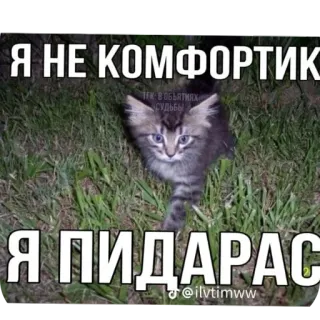 🐱 9f902db6 Я НЕ КОМФОРТИК
Я ПИДАРАС кот, оскорбительный, русский, оскорбление, мем, животное, котик telegram sticker