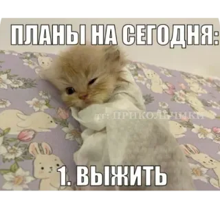 🐱 d732ef25 ПЛАНЫ НА СЕГОДНЯ:
1. ВЫЖИТЬ кот, котенок, мем, русский, смешной, планы, выжить telegram sticker