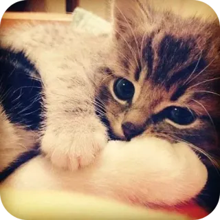 😌 18d4a947 котенок, кошка, питомец, животное, милый, домашний, кошачий telegram sticker