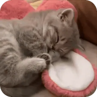 ❤ 1c3c075e кот, спящий, животное, милый, питомец, домашнее животное, кошачий telegram sticker